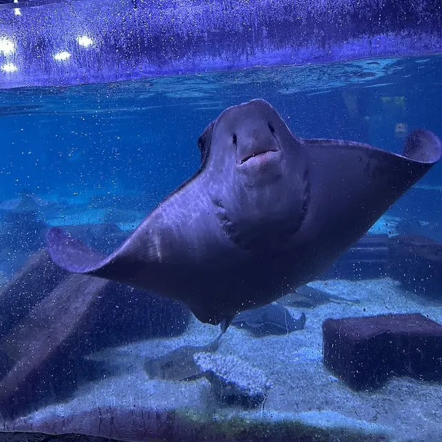 Sea Life Aquarium, San Antonio, Texas