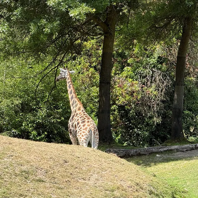 Skip the Line: Daily Admission at Woodland Park Zoo Ticket