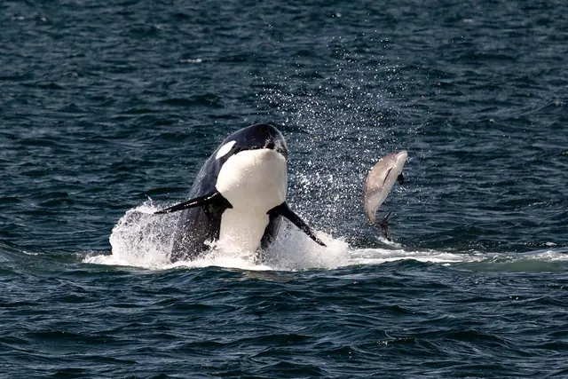 Only Wildlife and Whale Watching Tour Leaving from Seattle