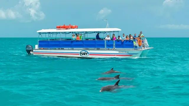 Key West Dolphin and Snorkel Experience + Personalized Guide