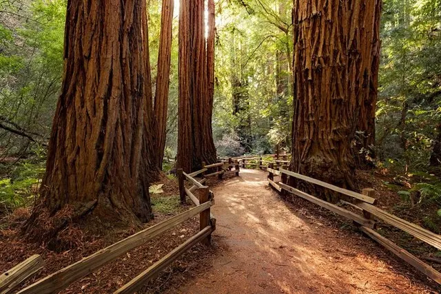Majestic Muir: Unveiling Nature's Timeless Tapestry