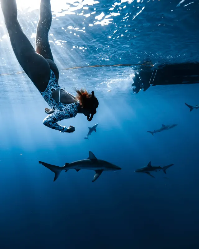 Cage-Free Shark Swim from Oahu