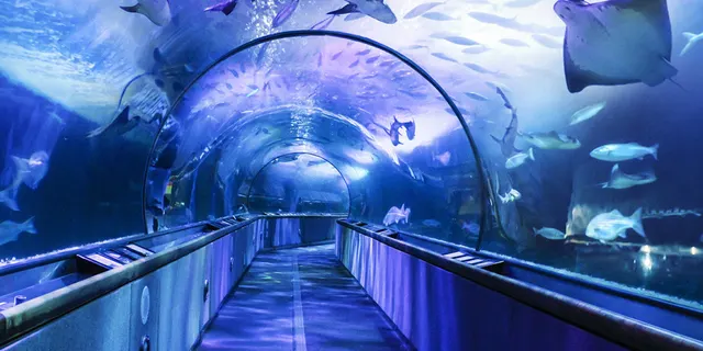 Aquarium of the Bay San Francisco
