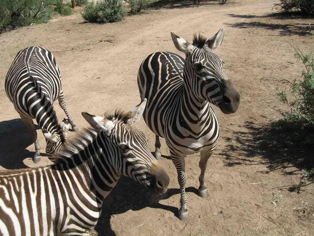 Out of Africa Wildlife Park