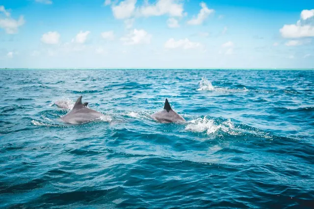 Dolphin and Wildlife Adventure of St. Augustine