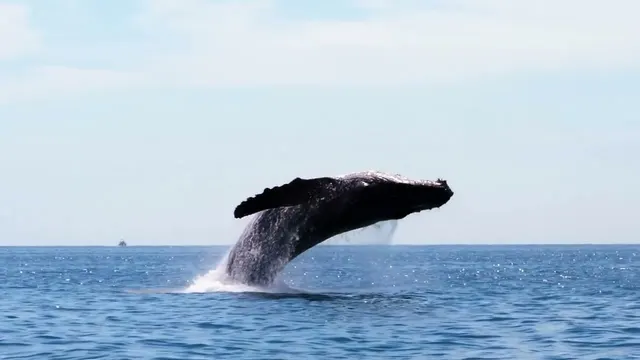 2-Hour Oahu Whale Watch from Ala Wai Harbor, Waikiki