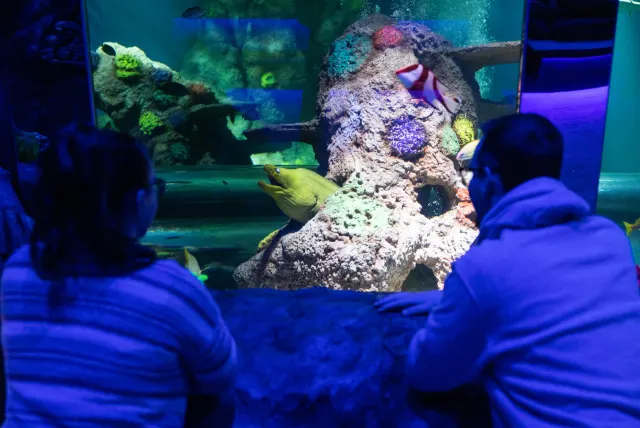 Sea Life Great Yarmouth