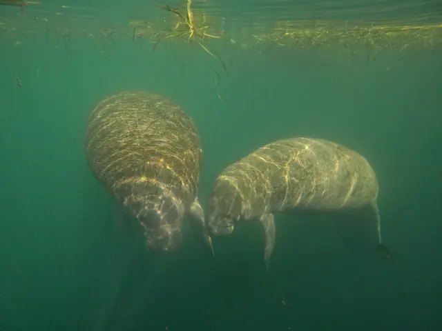 3 Hour Small Group All Inclusive Manatee Swim with free Photo pkg