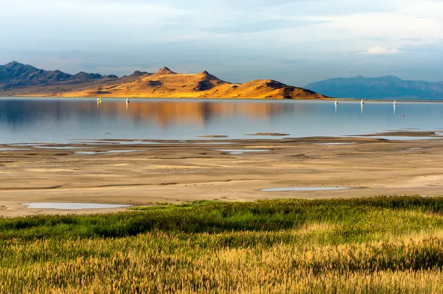 Great Salt Lake Wildlife Experience