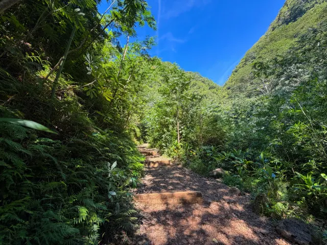 Manoa Falls Rainforest & Self-Guided Hike