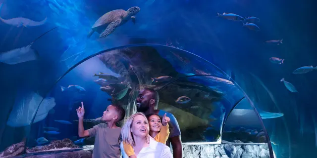 Sea Life Michigan