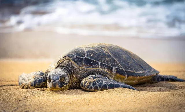 Kona Shore Excursion: Sea Turtles, Historic Kona & Coffee