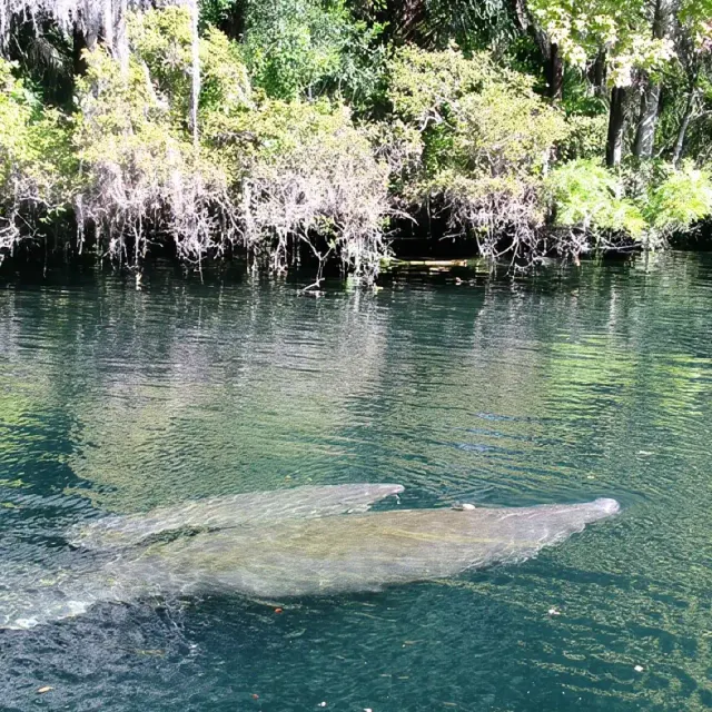 See Crystal River - Mantee & Wildlife Viewing Cruise