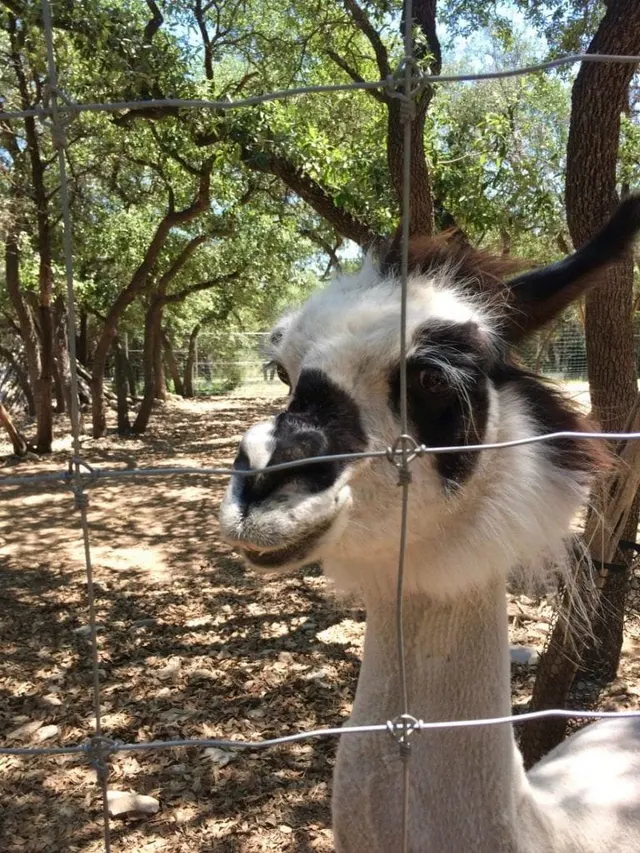 Austin Zoo - Texas